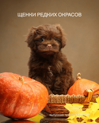 Щенки редких окрасов
