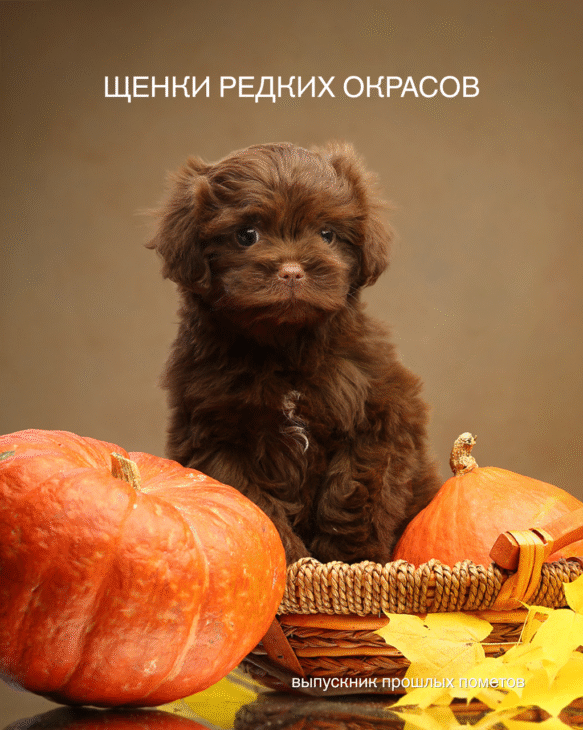 Щенки редких окрасов